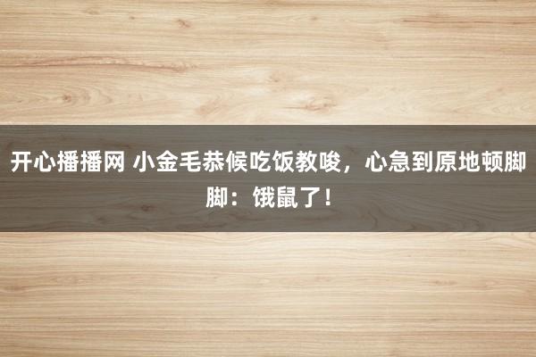 开心播播网 小金毛恭候吃饭教唆，心急到原地顿脚脚：饿鼠了！